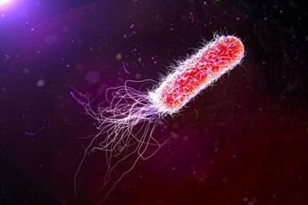 E. coli
